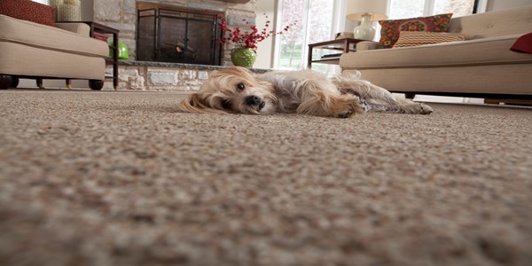 dog laying on carpet floor in beige living room